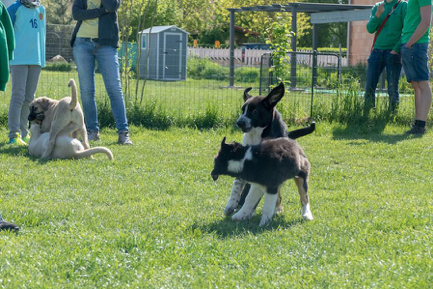 Welpenintensivwoche 2022