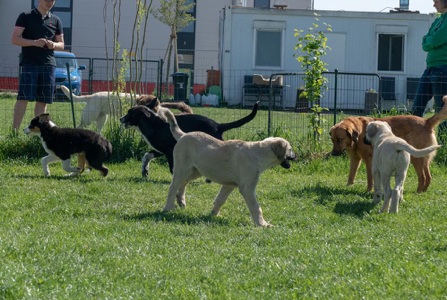 Welpenintensivwoche  2022 